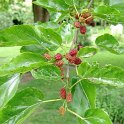 Morus alba
